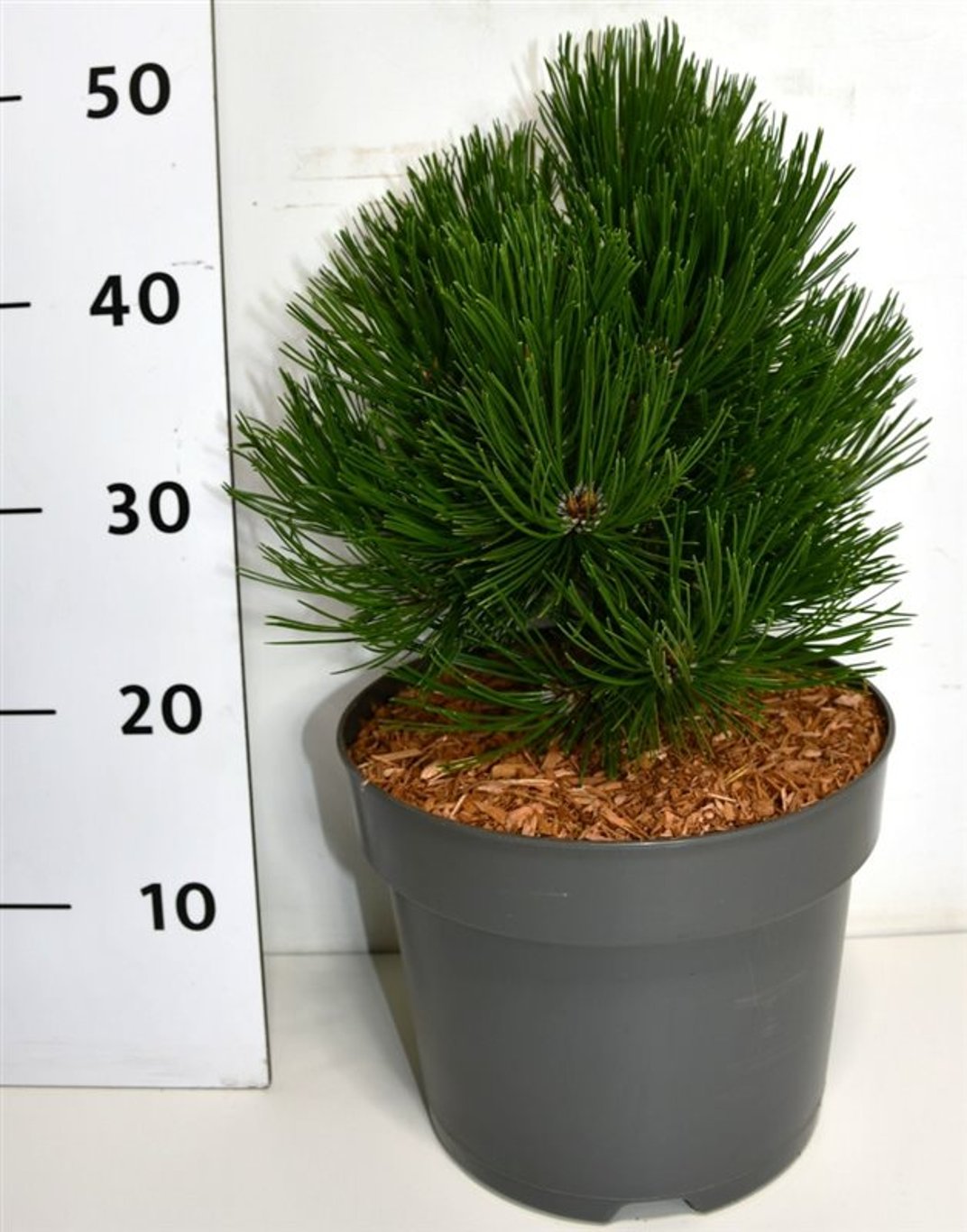 Pinus leuc. 'Schmidtii' - C7,5 30-35 CM